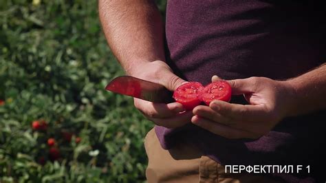 Перфектпил томат для открытого грунта купить семена томатная паста ...