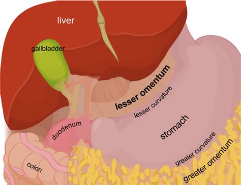 lesser omentum en greater omentum wikipedia