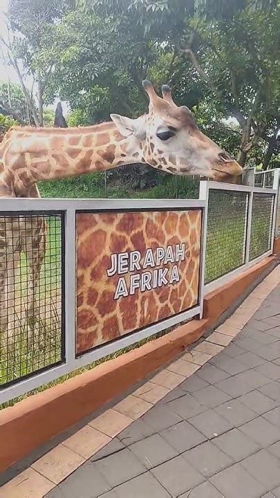 memberi makan jerapah - liburan di jatim park #bermain # ...