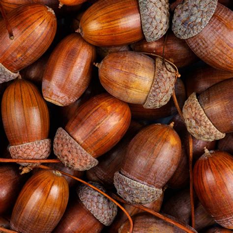 acorn crafts  fall decor