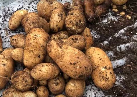 Best 16 Heirloom Potatoes You Should Grow - Gardening Channel