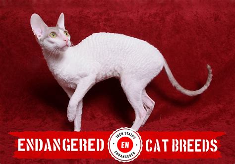 extinct cats breeds