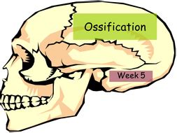 ossification teaching resources