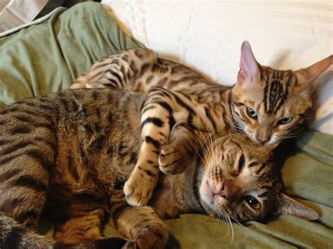 Sexo! Eu Quero Sexo! - Brincando Com Gatos