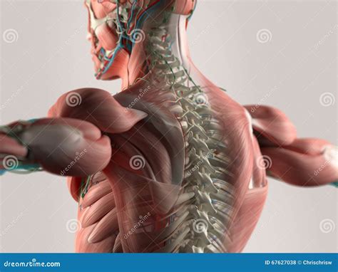 Human Spine Anatomy Chart