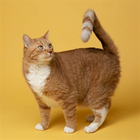 Why Do Cats Wag Their Tails? What Each Movement Really Means - Love
