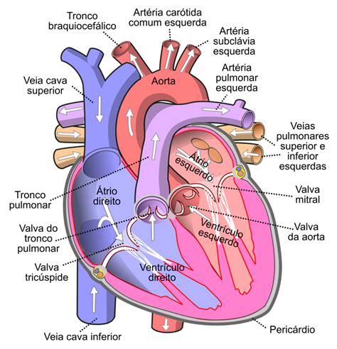 Coração Atrios E Ventriculos - 6