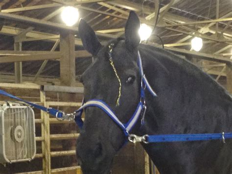 Amish Horses: Percheron Horse Show