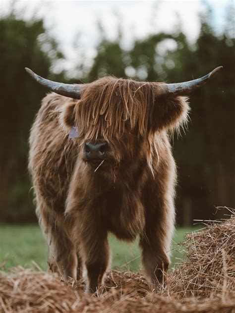 Knuckle Bump Farms added a new photo. - Knuckle Bump Farms