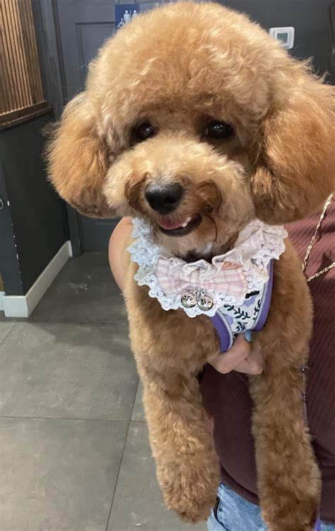 Millie got her 2nd full body groom, she looks so beautiful. : r/CavaPoo