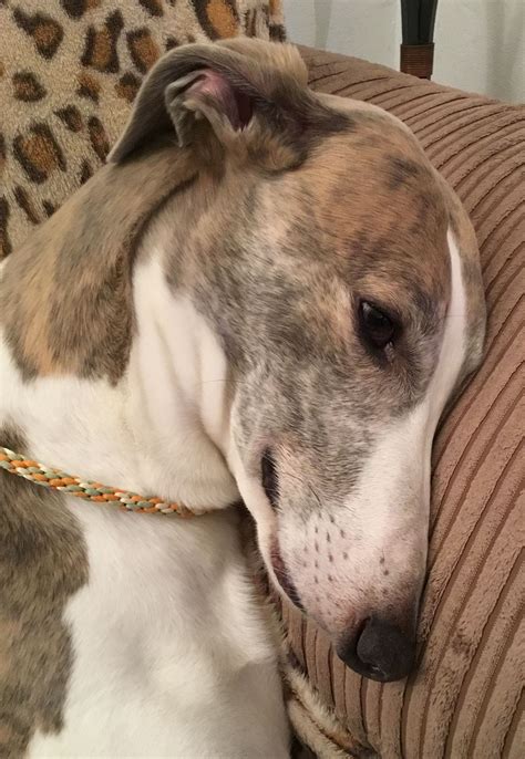 Beautiful Greyhound Dog