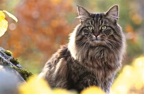 norwegian forest cat animaltalk magazine animals  pets