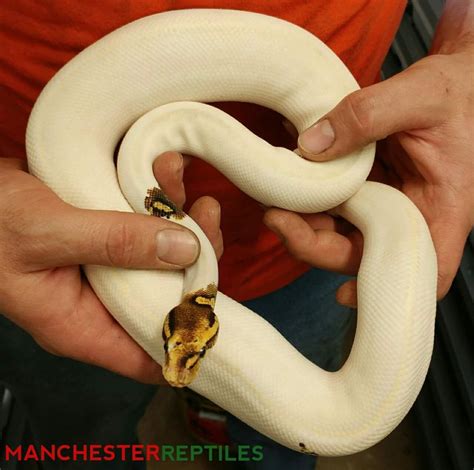 ivory paradox ball python  manchesterreptiles morphmarket