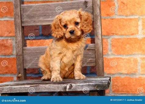 Cavalier Poodle Mix