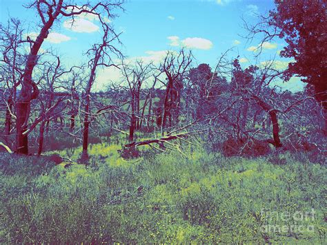 Oklahoma Landscape Photograph by Mickey Harkins - Fine Art America