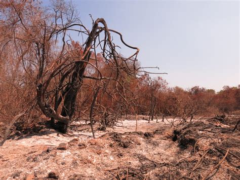 Impactos Ambientais No Pantanal - Em quatro meses, MT desmatou mais de 2 mil hectares no Pantanal ...
