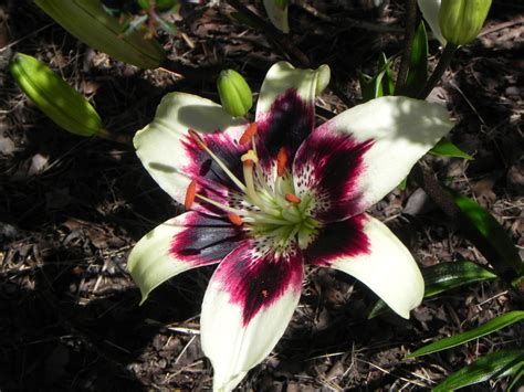 Flowers of Lilium Asiaticum – Asiatic Lily | Nature Photo Gallery