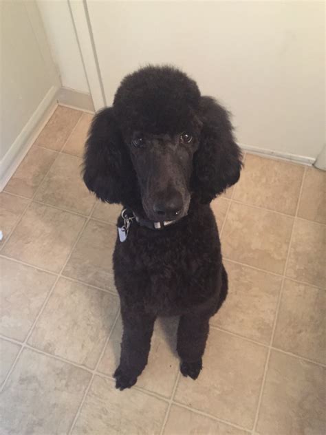Why Do Breeders Doc Poodles Tails