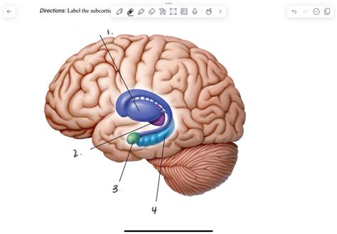 subcortical structures   brain diagram quizlet