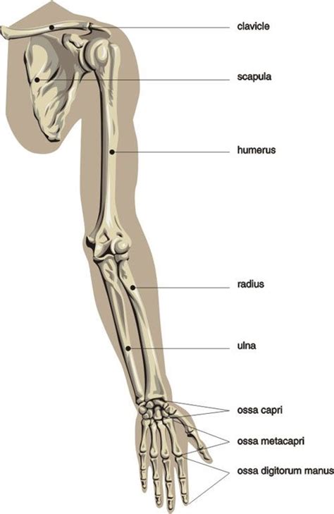 human arm bone anatomy anatomy  upper human arm bones hand drawing