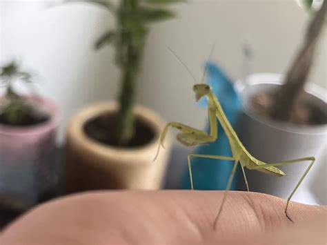 Did praying mantis in my yard grow wings overnight or did it get eaten