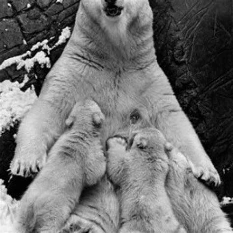 Polar bear feeding its cubs (Ursus maritimus) Poster Print (18 x 24)-in ...