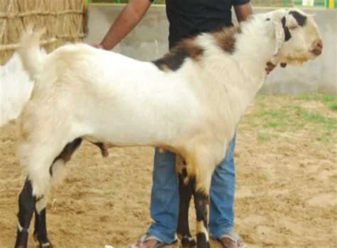 kambing-etawa - KAMBING BOER INDONESIA