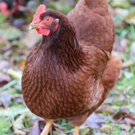 Rhode Island Red Hens - Rhode Island Red Hen: The Ultimate Backyard Chicken Guide