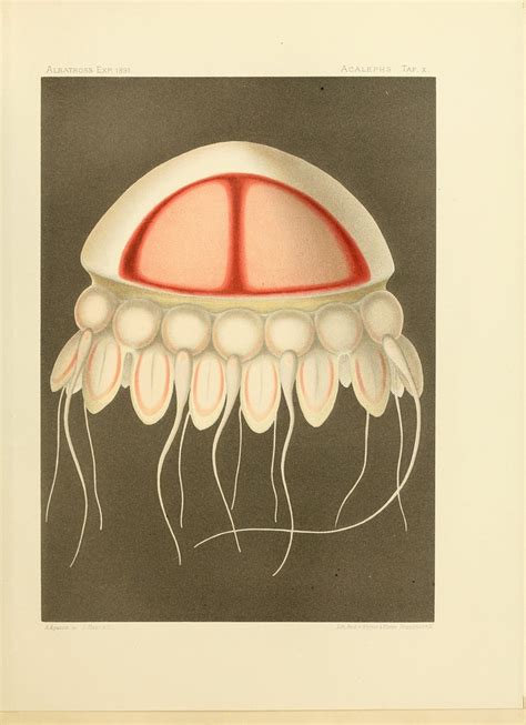 memoirsofmuseumoharv  jellies  time  flickr