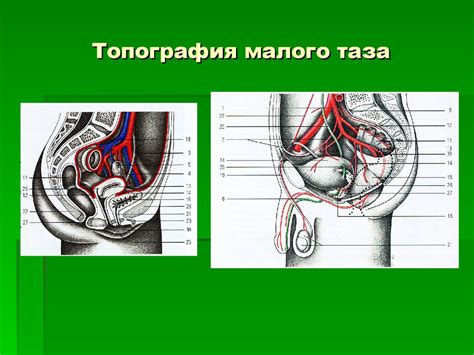 Топографическая анатомия поясничной области и забрюшинного пространства ...