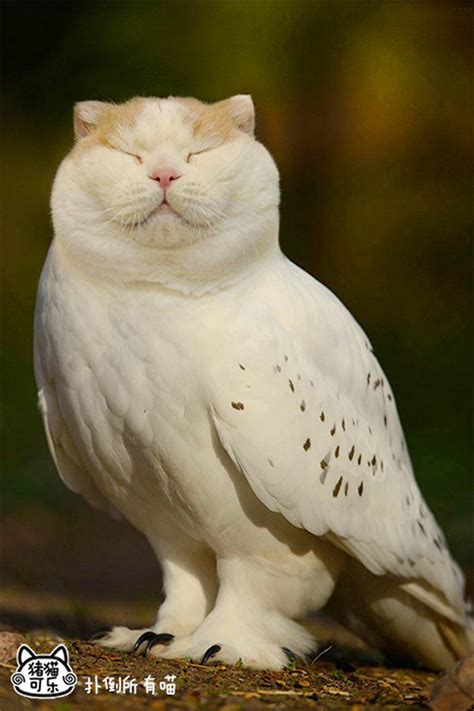 貓頭鷹真的變成貓了？！MEOWLS：頭貓+鷹身全新物種 - A Day Magazine