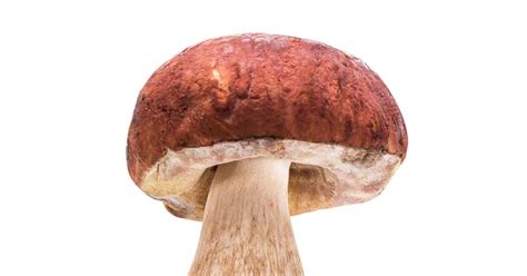 Easy Bay bolete mushroom Recipes for a Nutritious Meal from Samsung ...