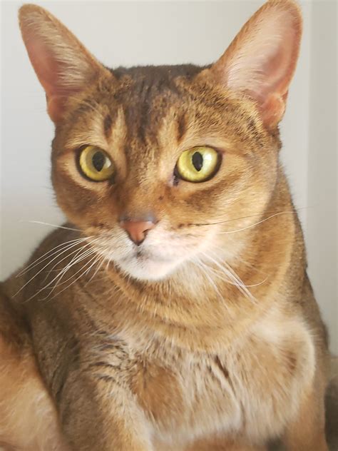 Available Cats | Southern California Abyssinian Rescue