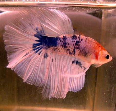 sick betta fish: Betta Fish Diseases - 5 Common Signs of Betta Illness