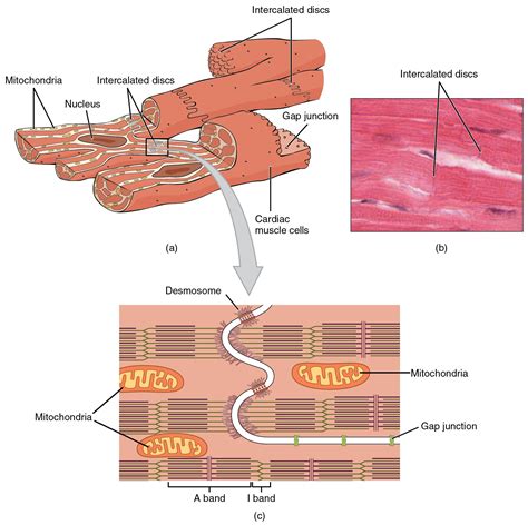 cardiac muscle  electrical activity anatomy physiology