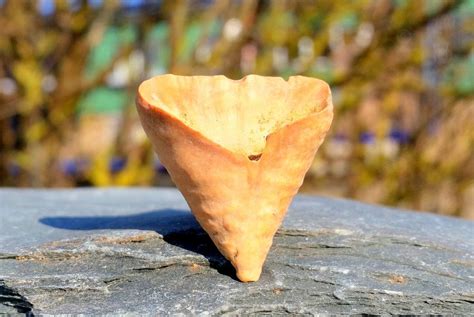 Coral, Devonian, Morocco – My Lost Gems
