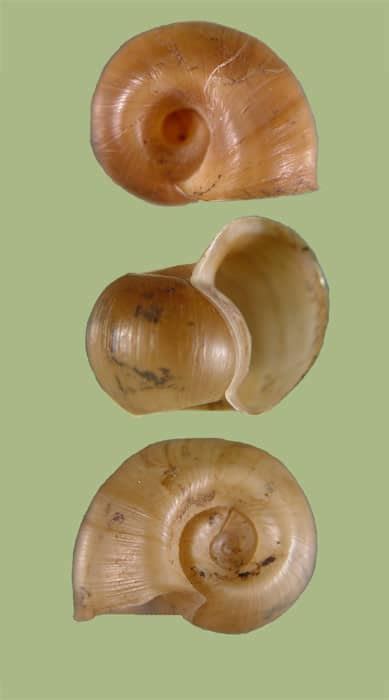 lunged snail – Helisoma magnifica – fresh gastropods of north america ...