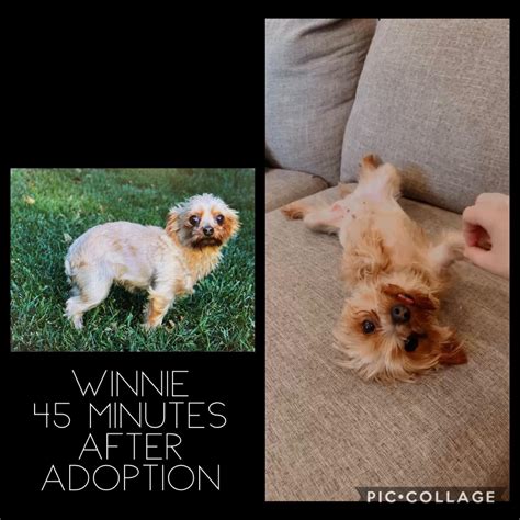 4 year old puppy mill mom... rescued! : r/BeforeNAfterAdoption