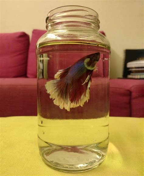 Got this guy. He makes bubbles all day long. : r/bettafish