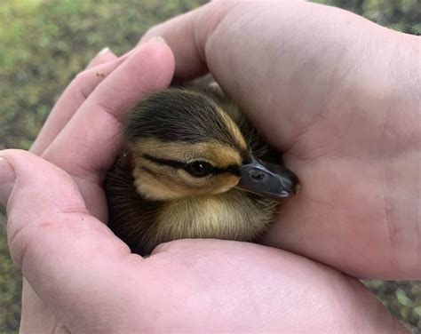 wholesome penn state students save baby ducks onward state