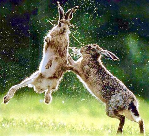 How to Stop Rabbits from Fighting | Here Bunny