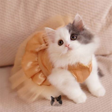 Побрякушки кошки свадебное платье собака туту платье ну вечеринку Pet ...