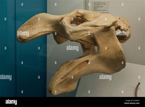 Cast of Skull of Steller's sea cow, Hydrodamalis gigas, Bering Sea ...
