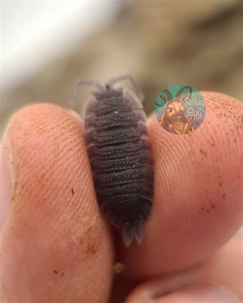 The texture on the dorsum of Porcellio echinatus : r/isopods