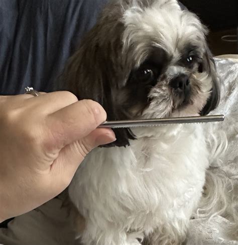 ”わんわんあるある”パート2 | Reiri Suzukawa♥️(昔のAV女優ですが好きでやってた仕事じゃないしー)