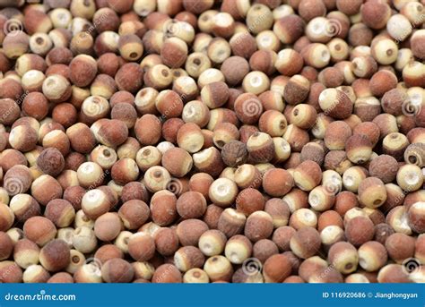 euryale ferox salisbwater lily seed royalty  stock photo