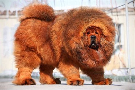 tibetan mastiff  protective fearless giant