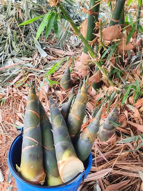 bamboo shoots artofit
