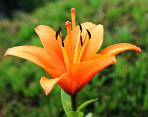 Безкоштовна картинка: сад, pistil, Пилок, квітка лілії, природа