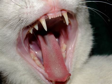 Why Is One Of My Cat S Teeth Longer Than The Other at Emma Gresswell blog